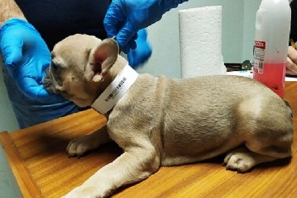 Cucciolo bulldog salvato da traffico illegale