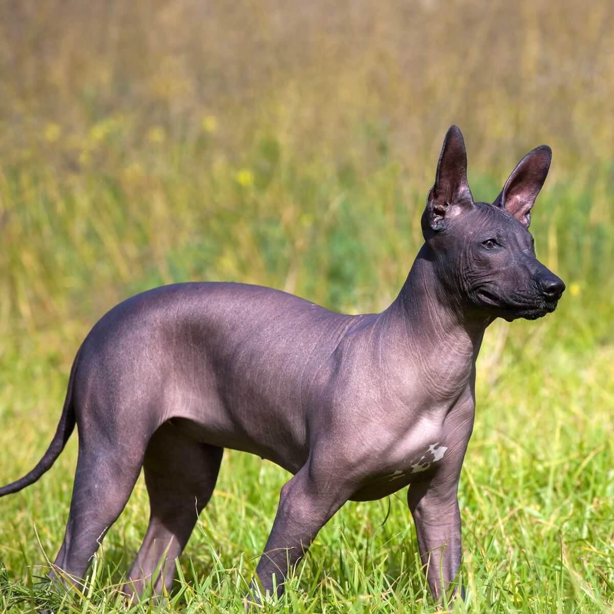 esemplare di Xoloitzcuintle