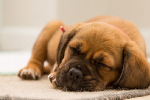 cucciolo di cane che dorme