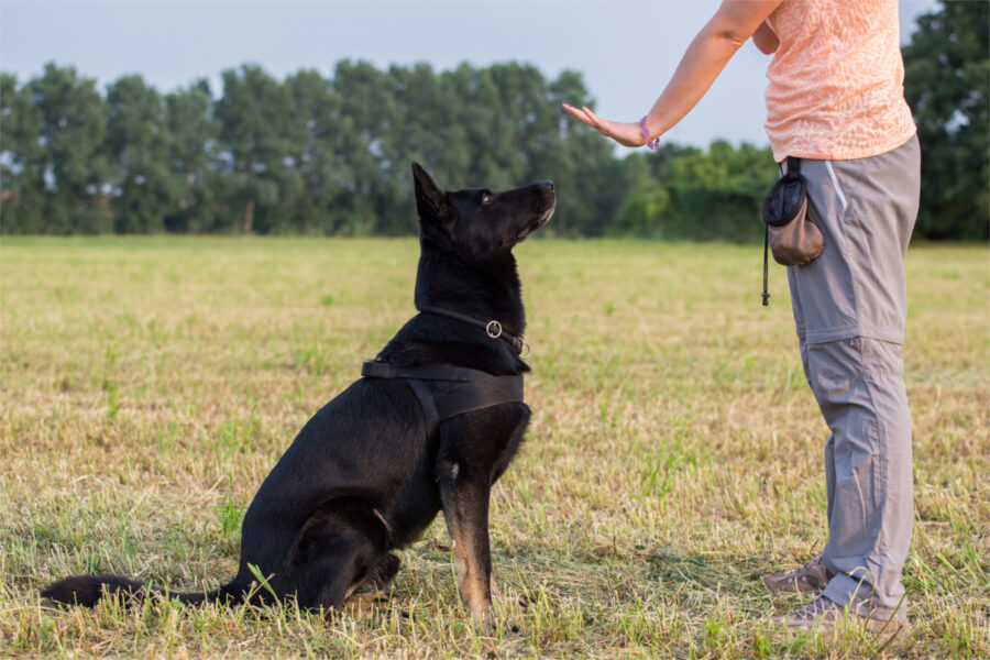 cane obbedisce ai comandi dell'addestratore