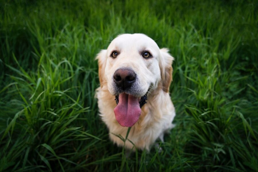 cane goden retriever