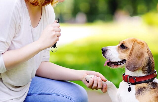 Addestramento cani con fischietto: cosa bisogna sapere