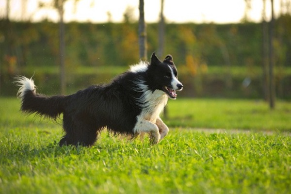 cane in campagna