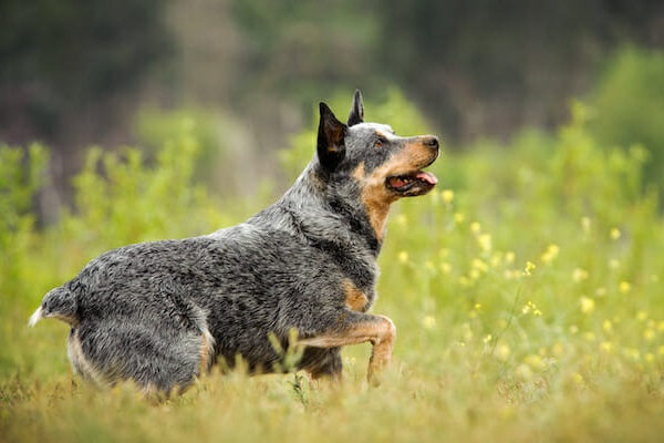 cane che guarda verso l'alto