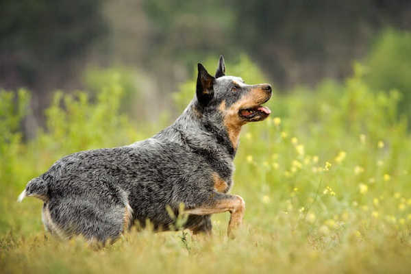 cane che guarda verso l'alto