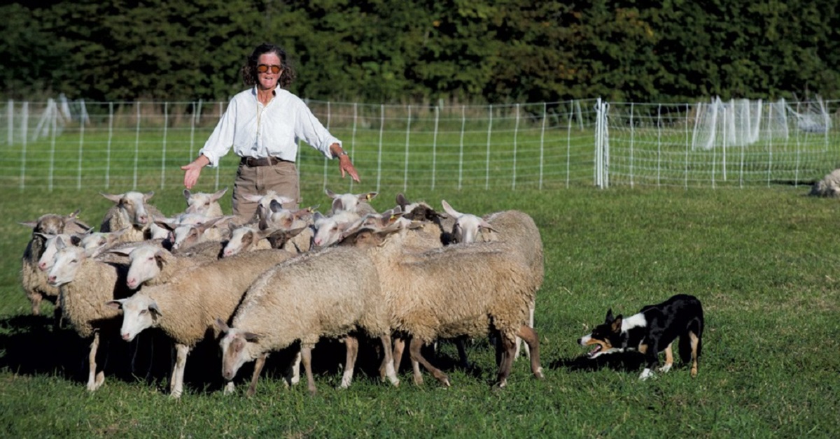 Come addestrare un cane pastore? Ecco cosa sapere