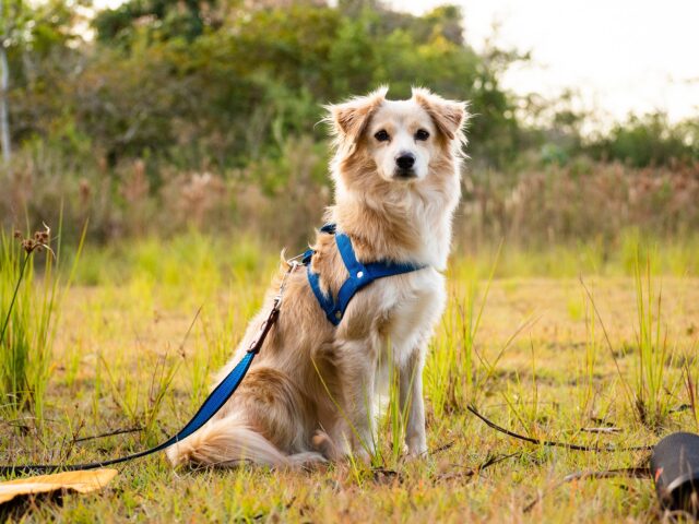 Addestrare un cane vecchio al guinzaglio: ecco come fare