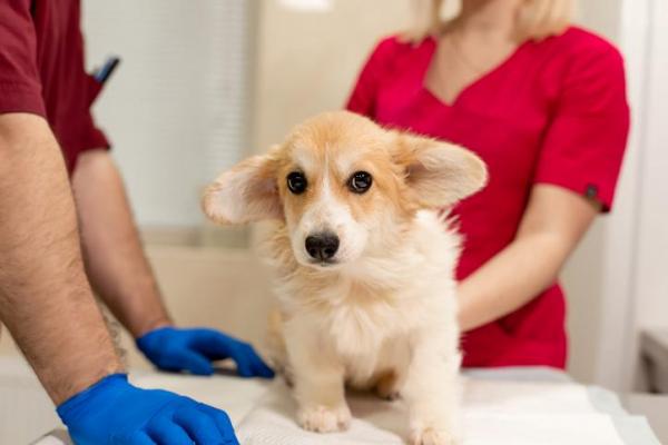 cane dal medico veterinario