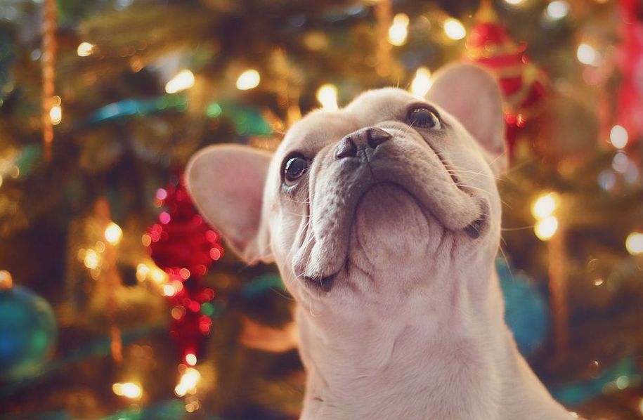 cane con albero di natale