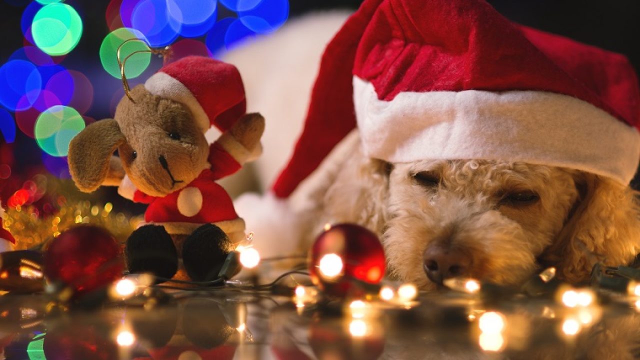 Ai cani piace il Natale o lo trovano stressante? Ecco la verità