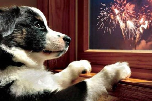 cane che guarda i fuochi d'artificio