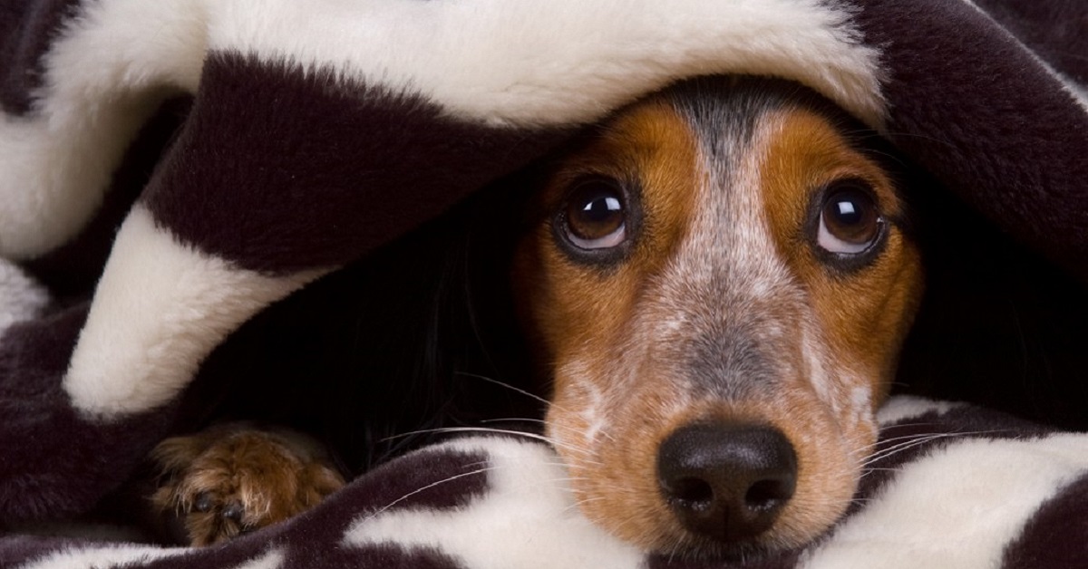 Come aiutare il cane a non avere paura dei botti