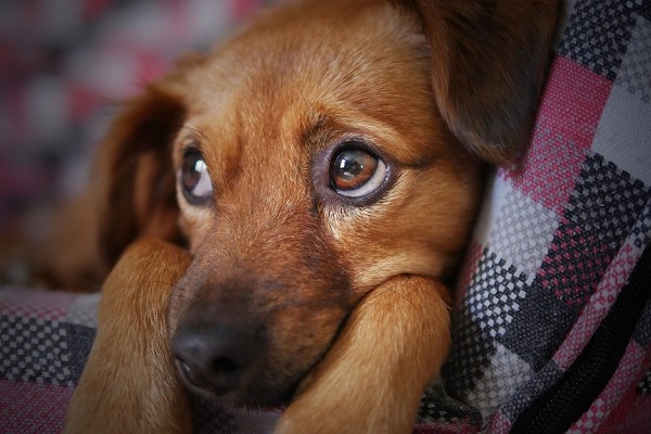 cane che ha paura di qualcosa