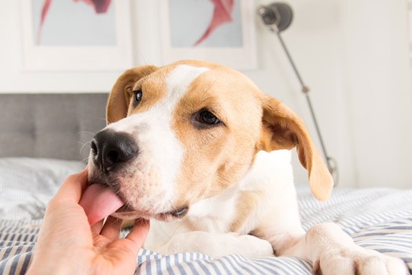 cane che lecca la mano