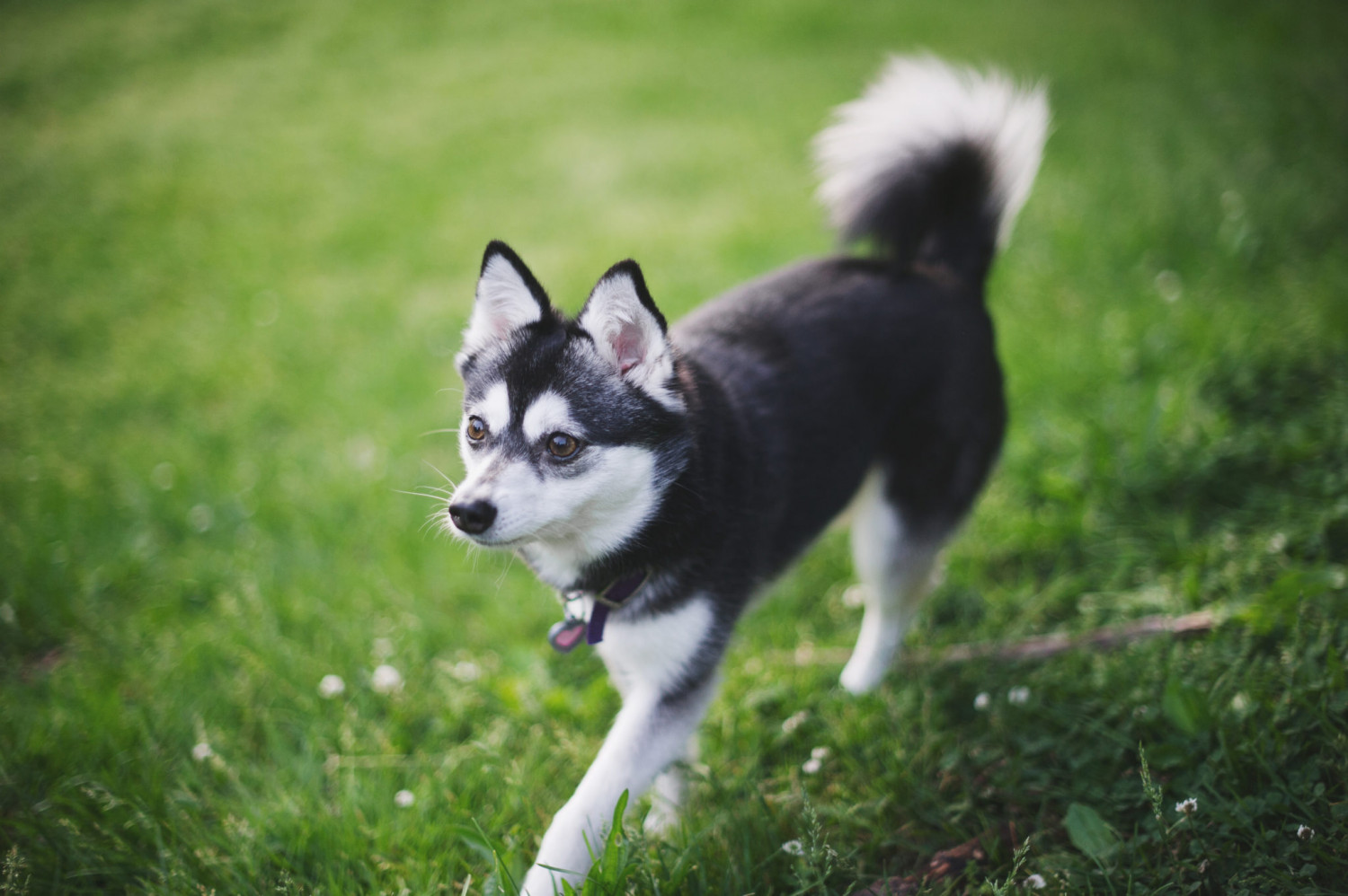 cane Alaskan Klee Kai