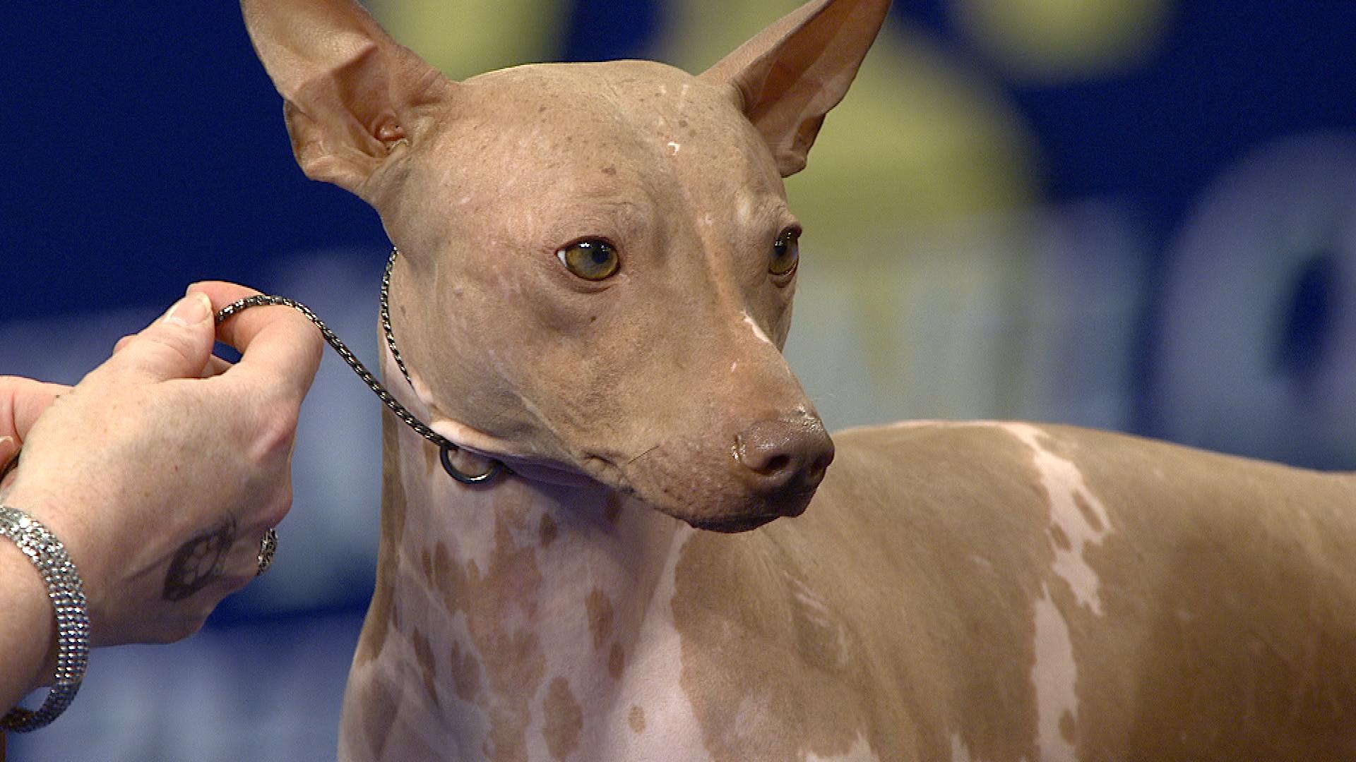 esemplare di American Hairless Terrier