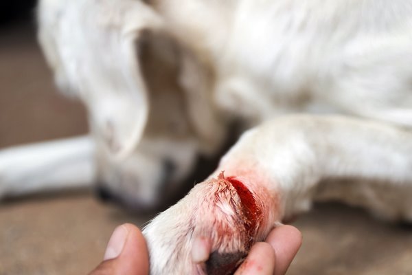 ferita alla zampa del cane