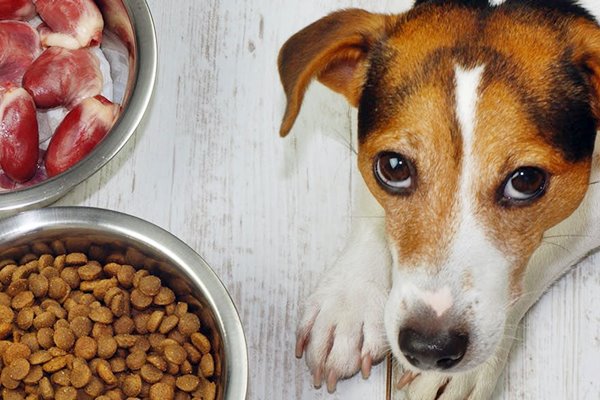 dieta del cane