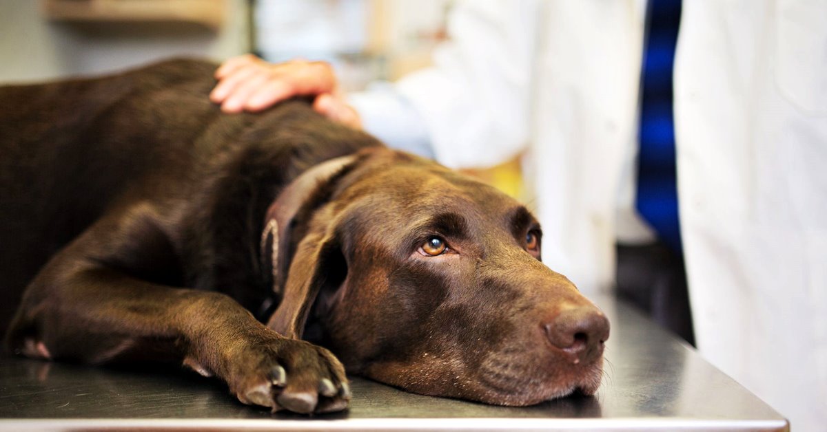 Anemia dovuta a carenza di ferro nel cane: tutto quello che bisogna sapere