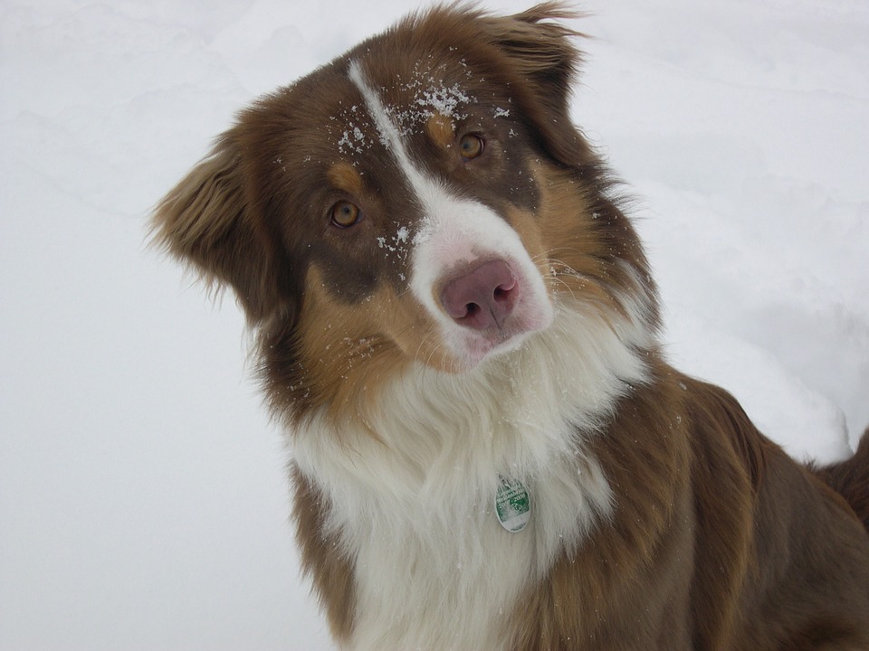 I cani si accorgono di avere le zampe fredde?