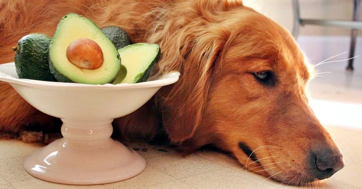 cane non può mangiare avocado