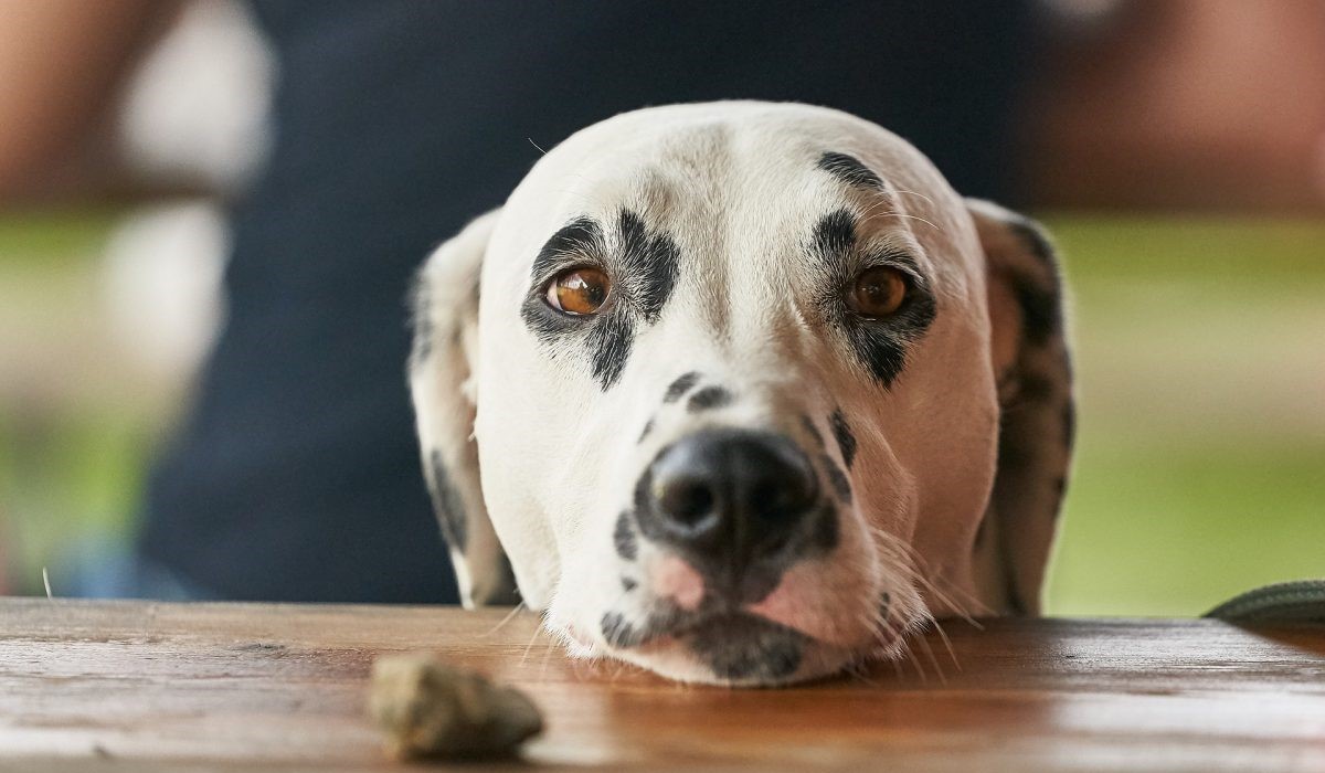 cane dalmata con il muso appoggiato al tavolo