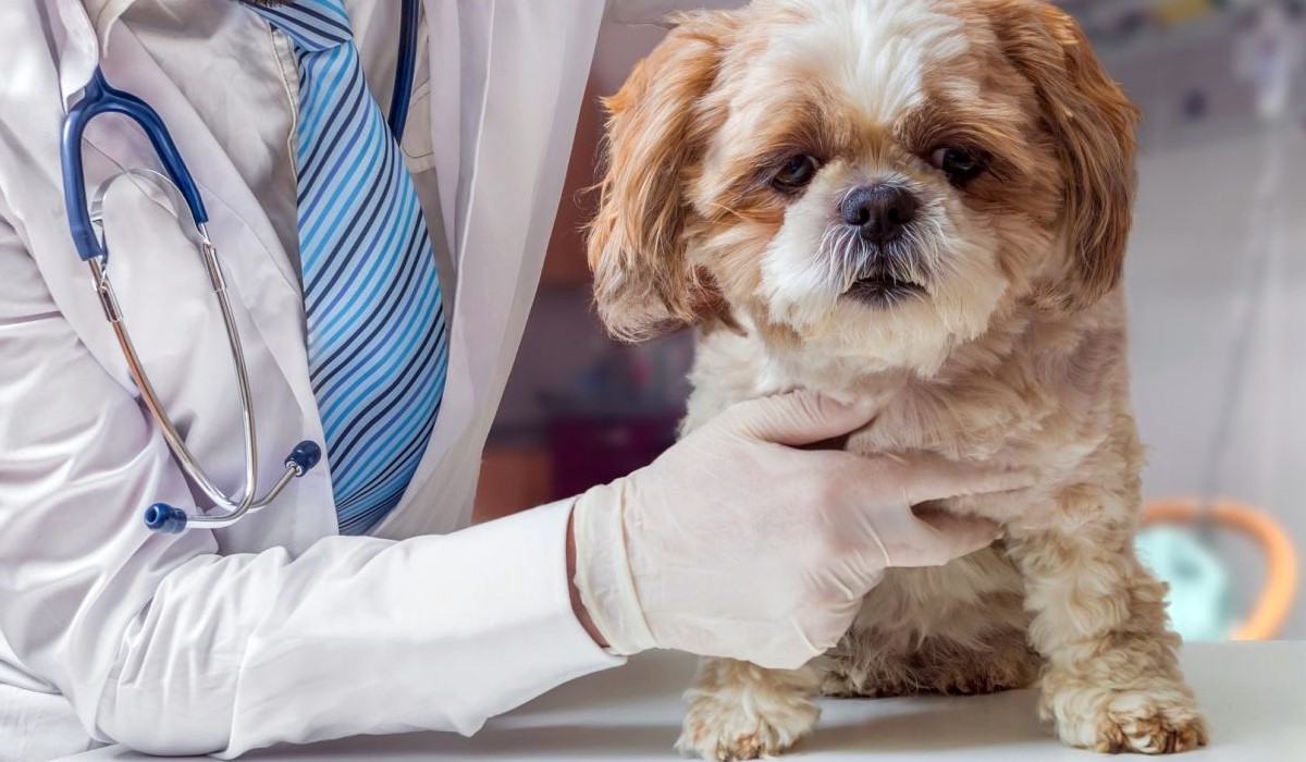 cane che sta male dal veterinario