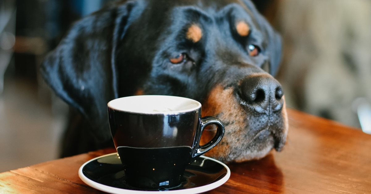 Avvelenamento da caffeina nel cane, cosa bisogna fare