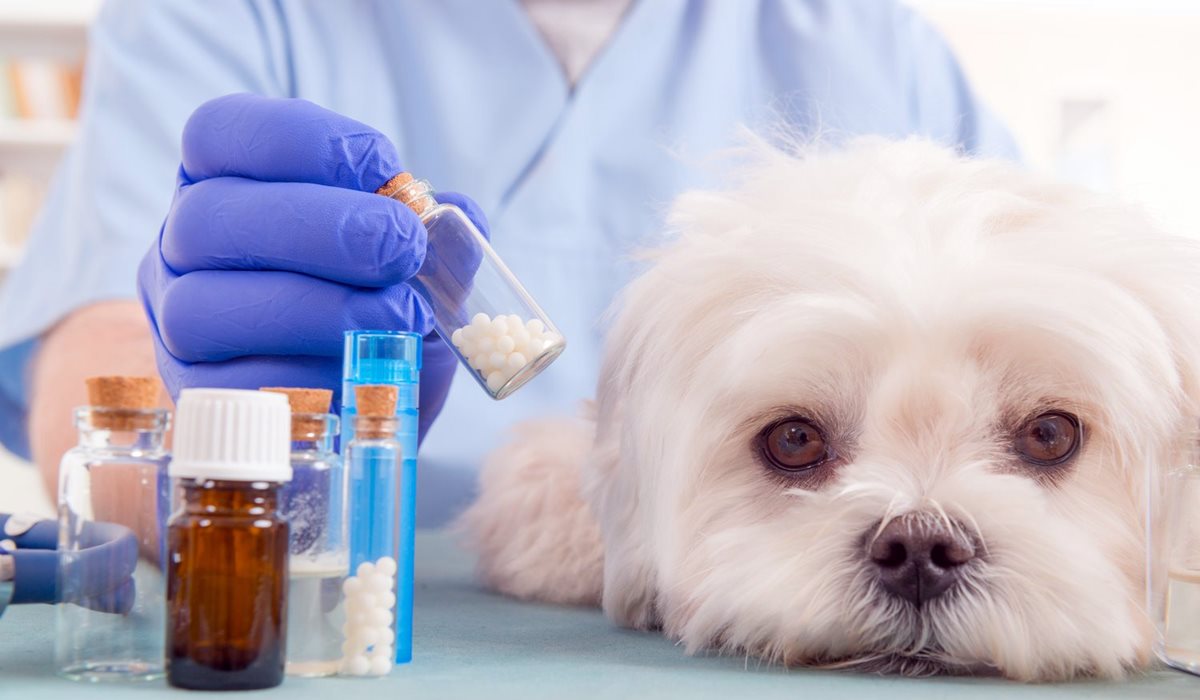 cagnolino bianco dal veterinario