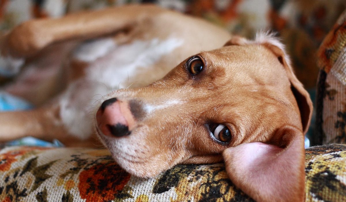 cane disteso sul divano