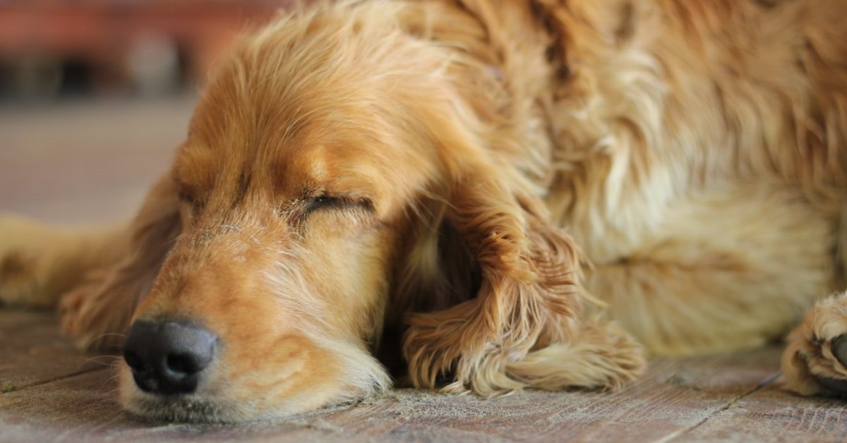 Avvelenamento da mercurio nel cane, ecco cosa bisogna sapere