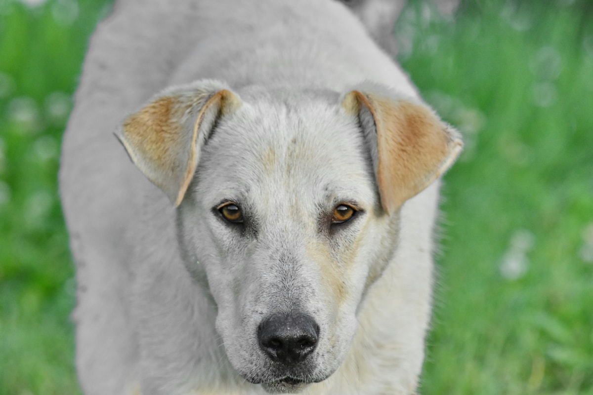 cane bianco di taglia grande