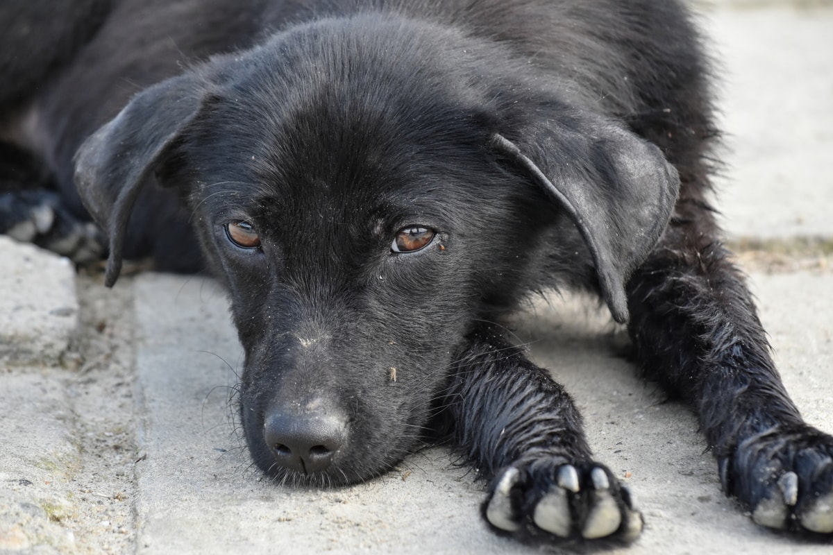 cucciolo di colore nero