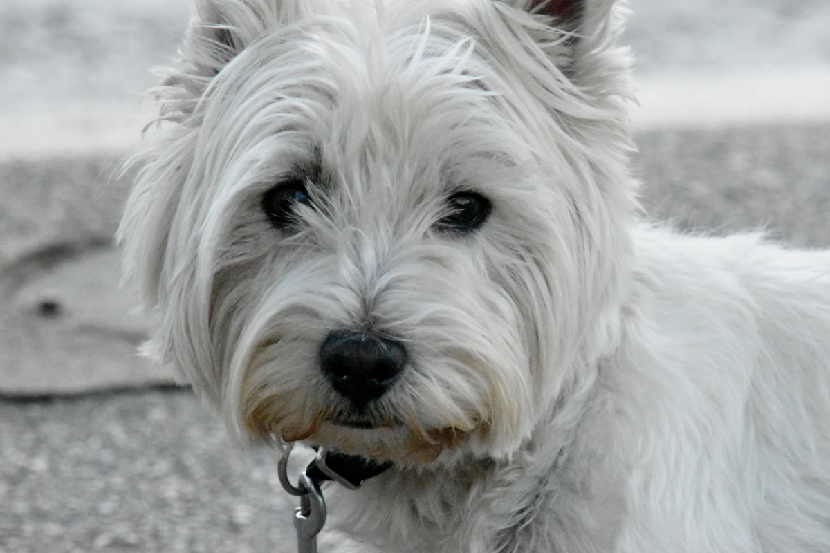 cane bianco e piccolo