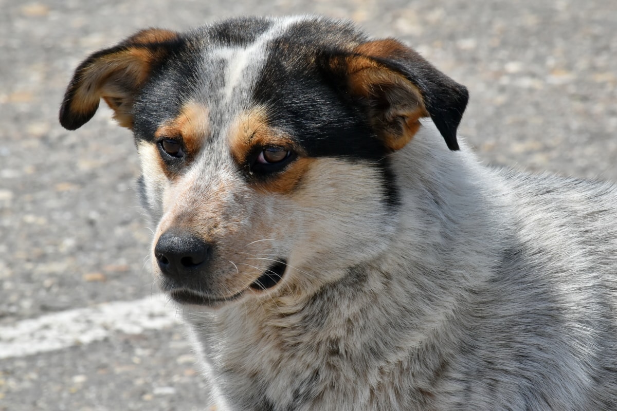 cane randagio di taglia grande