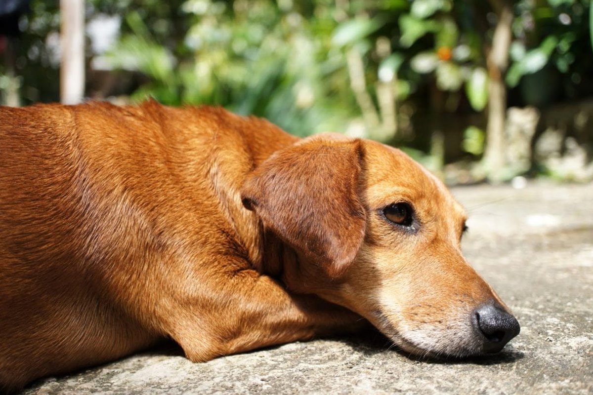 cane marrone a terra