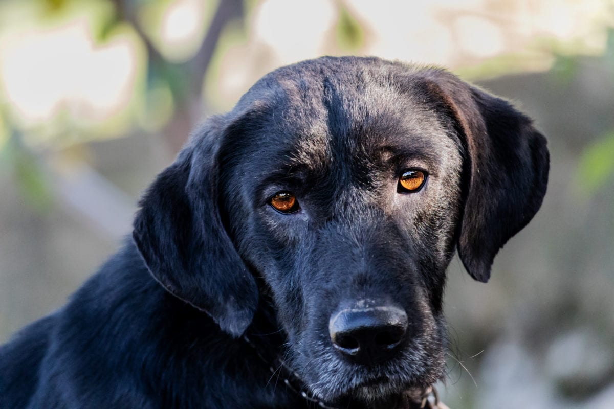 cane nero con gli occhi marroni