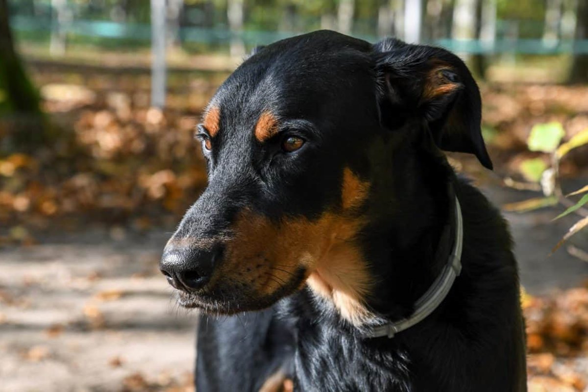 cane con il mantello nero focato