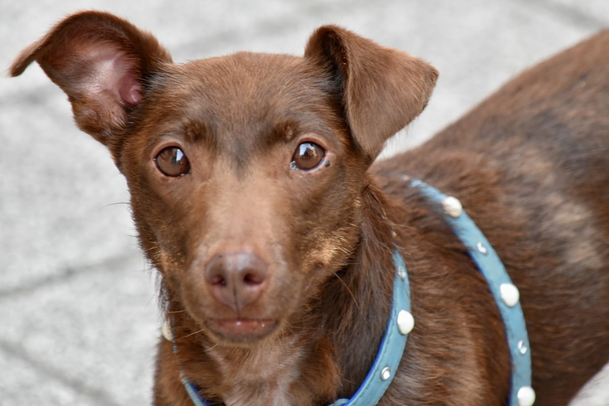 cane di piccola taglia marrone