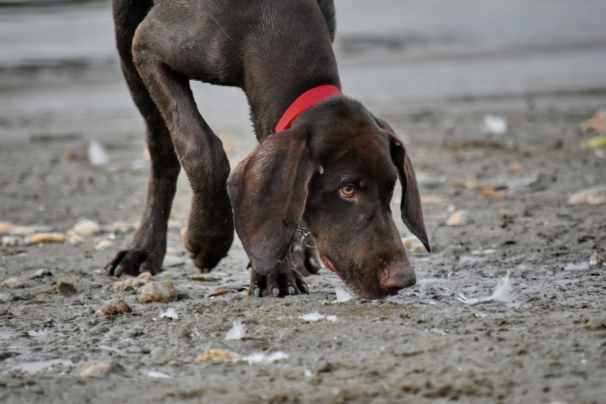 cucciolo che cammina sulla sabbia
