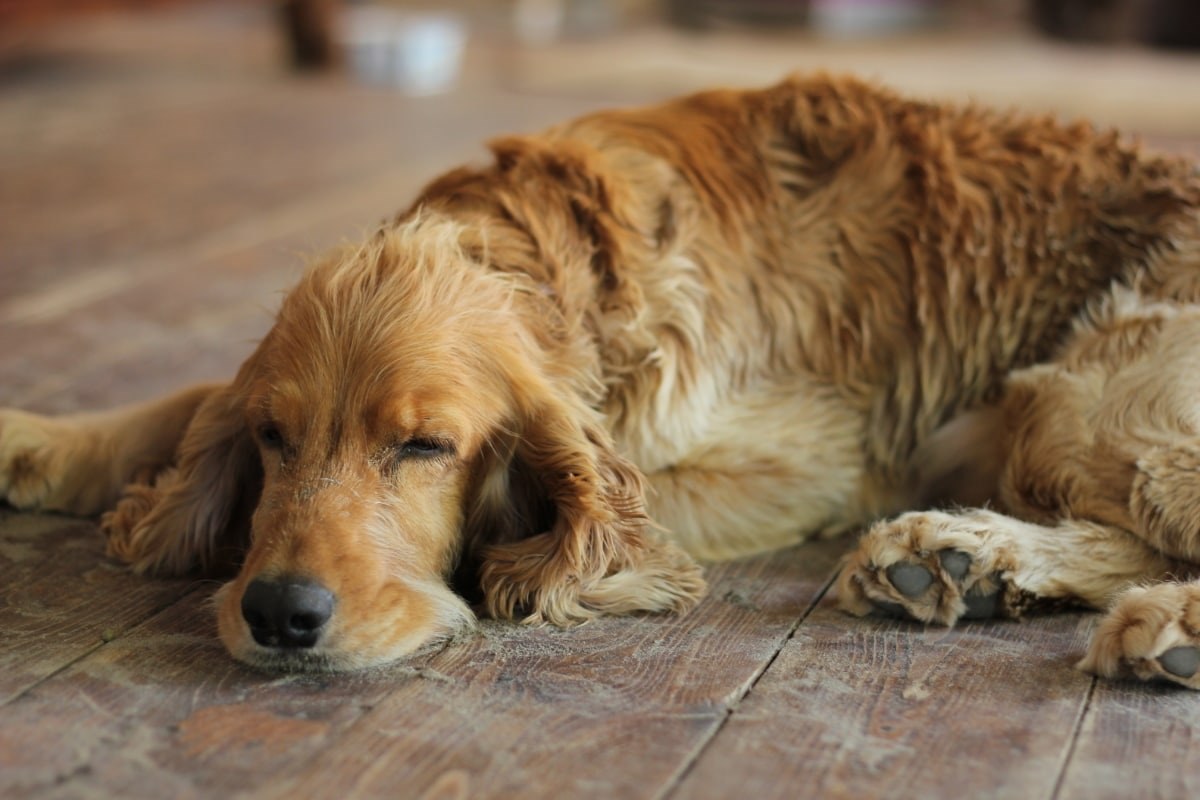 cane che dorme sul pavimento