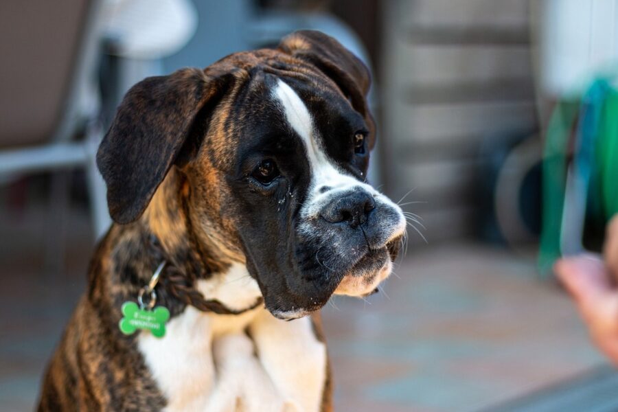 boxer con collare