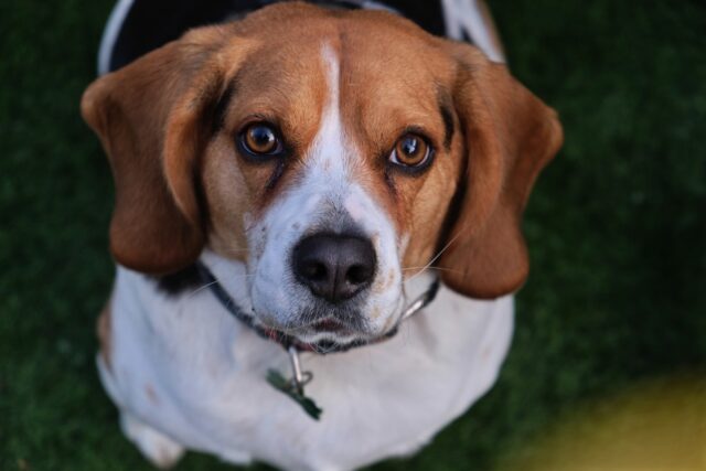 beagle con lo sguardo molto dolce