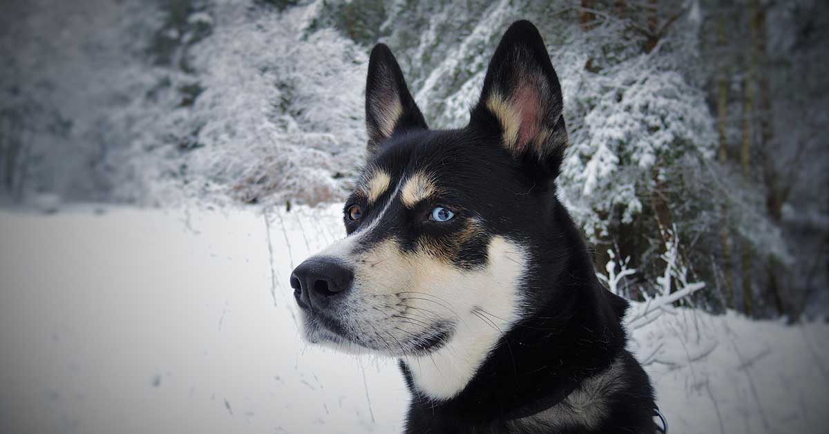 Ricordate Balto? Ecco tutta la verità sul cane da slitta più famoso