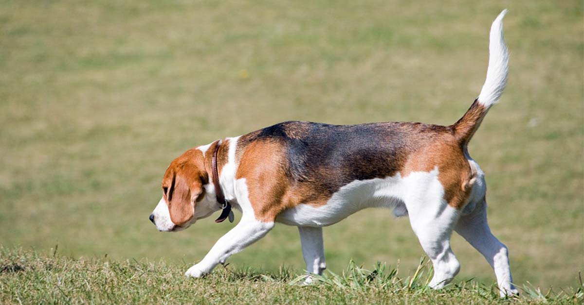 I cani sentono gli odori dei fossili? O solo alcuni di loro possono?