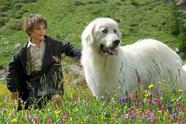 cane belle e sebastien in montagna