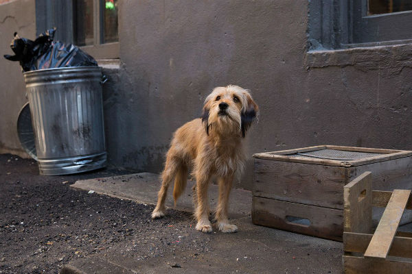 cane che guarda