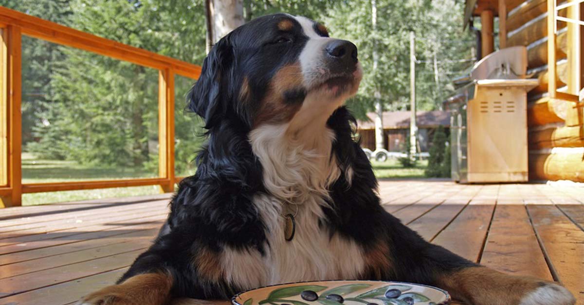 Cane che dorme sul pavimento: perché è meglio che eviti