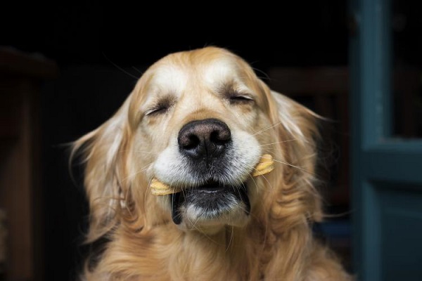 cane con biscotto in bocca