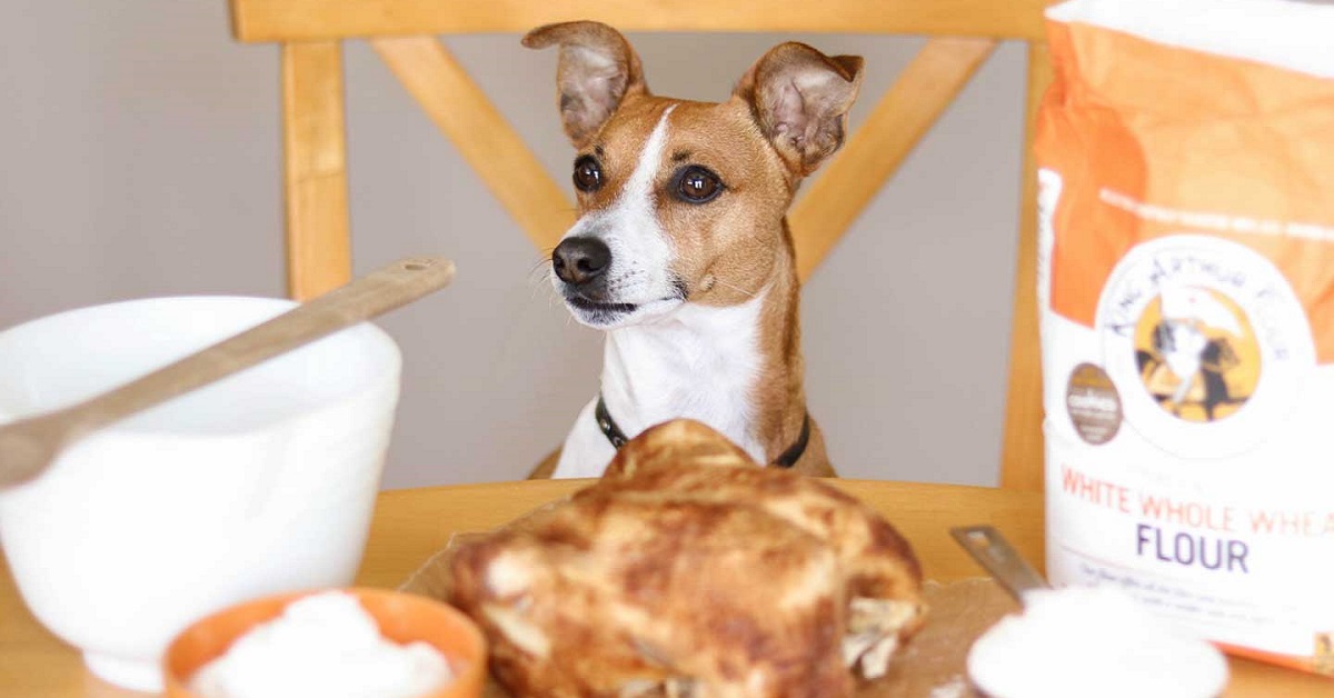 Biscotti allo zenzero e melassa per cani: la ricetta fai da te